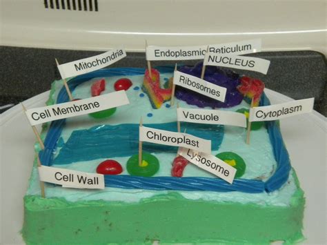 Edible Plant Cell Cake Plant Cell Project Cells Project Plant Cell Cake