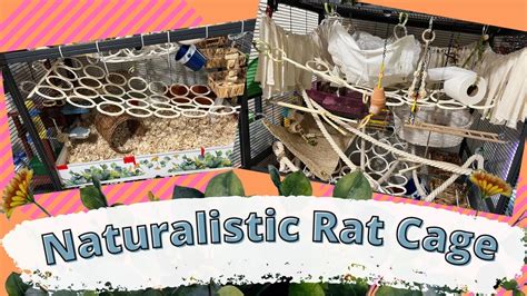 Naturalistic Rat Cage May 2022 Youtube