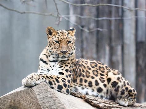 The Amur Leopard Is One Of The Most Critically Endangered Animals On