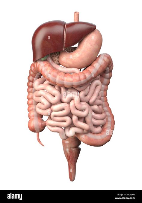 Human Digestive System Isolated On White Background Anatomy Internal