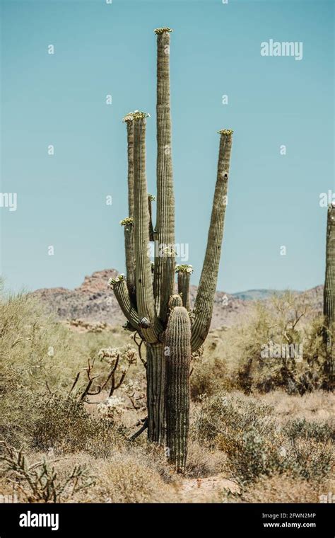 Dry Desert Cactus Landscape In Arizona Usa Stock Photo Alamy