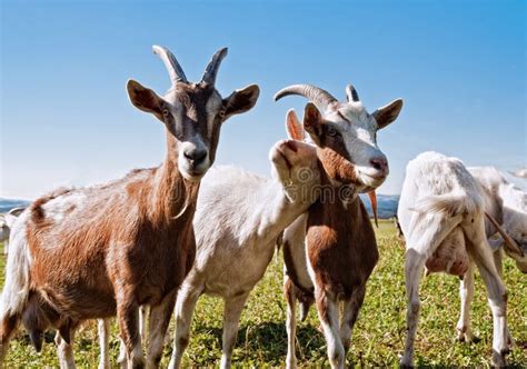 Group Of Goats Stock Image Image Of Mammal Farming 17803761