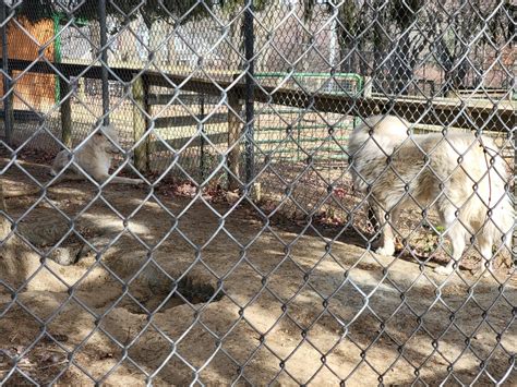 Plumpton Park Great Pyrenees Dog And 3 Legged Arctic Wolf Zoochat