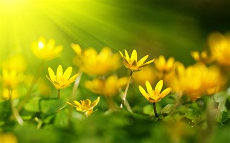 High Definition Nature Wallpaper With Yellow Blossoms In Summer Hd