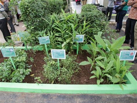 Toga Tanaman Obat Keluarga - Info Kece