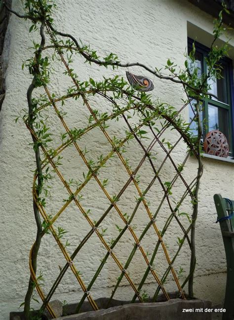 Obwohl flechten ein zeichen für saubere luft sind und dem baum, auf dem sie sich ansiedeln nicht schaden, werden sie immer häufiger entfernt. weiden flechten anleitung bild - Google zoeken | Garten ...
