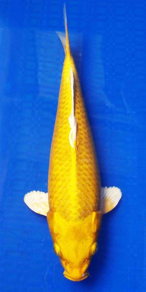 YAMABUKI OGON KOI 5"-6" - The Aquatic Den