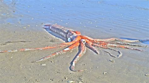 Scientists Caught A Real Life Giant Kraken On Video Heres How