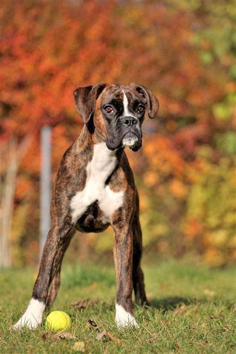 Best 25 Brindle Boxer Puppies Ideas On Pinterest Brindle Boxer Dogs