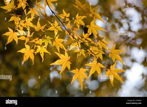 Yellow Leaves Of The Japanese Maple In Autumn Foliage Stock Photo Alamy