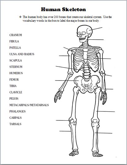 Click the button below to get instant access to these worksheets for use in the classroom or at a home. Skeletal System | Human body activities, Human body ...