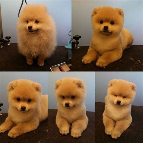 Another doodle lover may use the term goldendoodle teddy bear haircut. -repinned- Before & after grooming photos | "Before ...