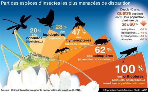 Biodiversité Un Imbroglio Sur Le Rythme De Disparition Des Insectes