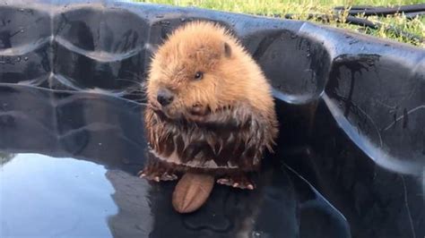 Abandoned Baby Beaver Enjoying Pool Time Wins The Internet