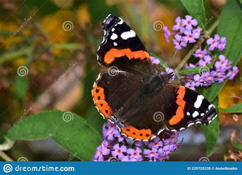 Butterfly Red Admiral Vanessa Atalanta On The Flowers Of Buddleja