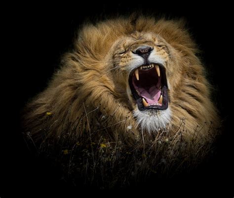 All 93 Images Pictures Of A Lion Roaring Stunning