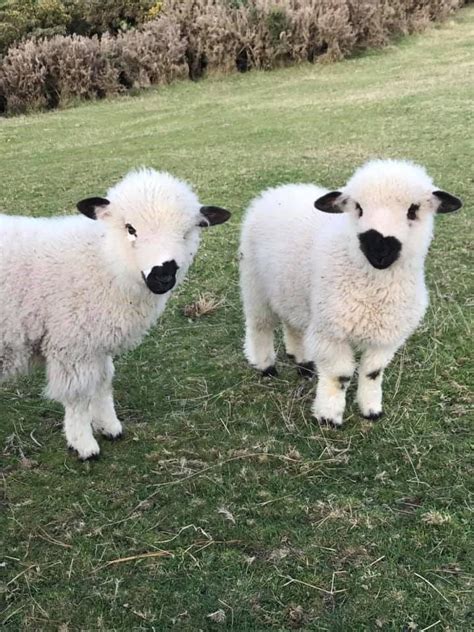 These Blacknose Sheep Are Real Eventhough They Look Like Stuffed