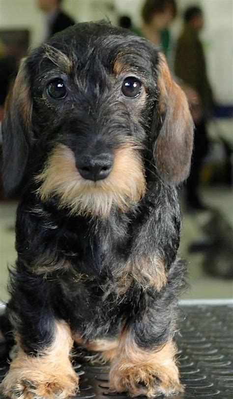 Vet checked first vaccination and microchipped. 26 best Doxiepoo images on Pinterest | Poodle mix, Puppies ...