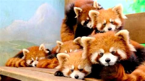 11 Red Panda Cubs Make Public Debut At E China Zoo Cgtn