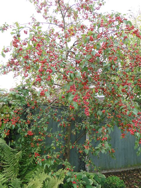 The Year Of The Tree My Crab Apple Crab Apple Crabapple Tree