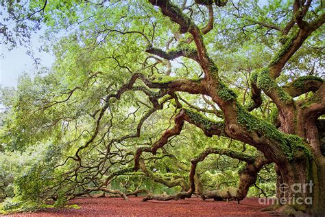 Ancient Angel Oak Tree Photograph By Sharon Mcconnell Fine Art America