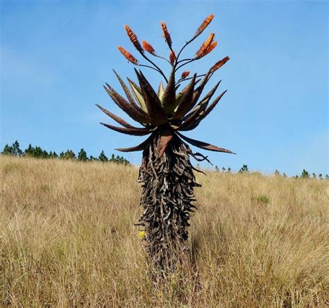 Significant Indigenous Trees In Zulu Culture Trees To Plant Aloe