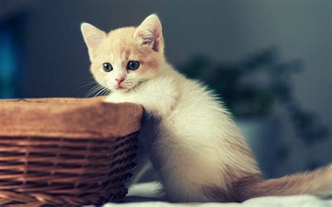 Cute Kitten Wallpaper 64 Images