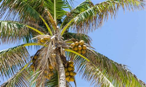 Coconut Tree Vs Palm Tree 5 Key Differences Az Animals