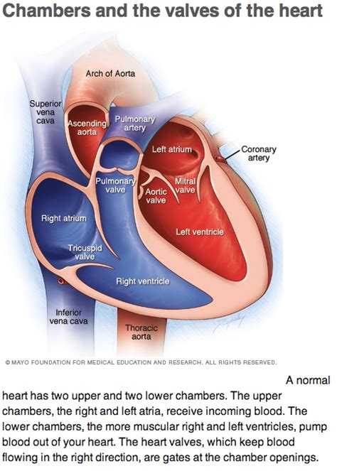 Learn Heart Anatomy Vessels Valves And Chambers Oh My