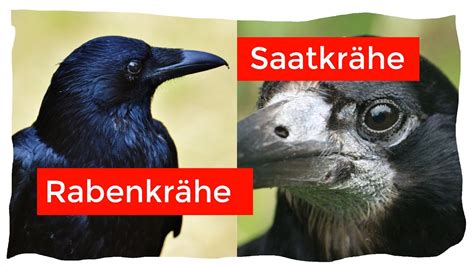 Saatkrähe Und Rabenkrähe Einfach Und Sicher Unterscheiden Ornithologie Für Anfänger Youtube