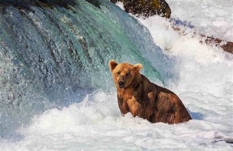 Grizzly Bears Katmai National Park