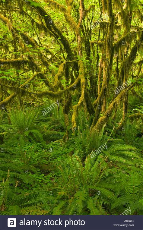 Olympic National Park Wa Temperate Rainforest Hoh River Valley Ferns