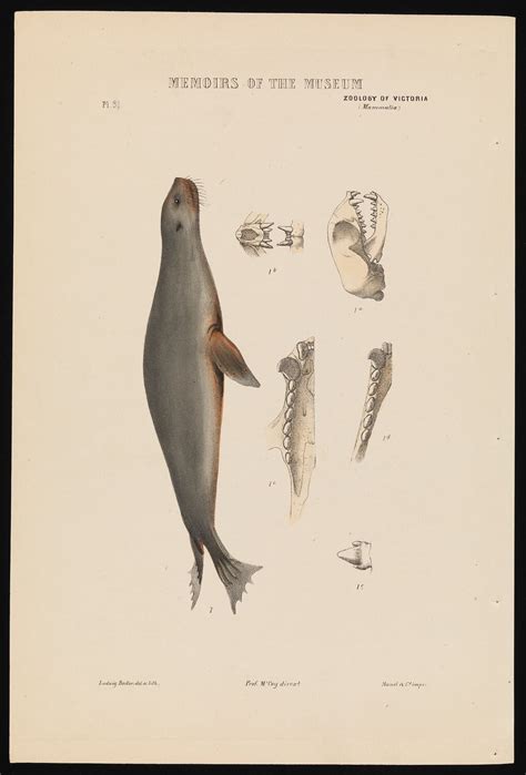 Lithographic Colour Print Australian Fur Seal Arctocephalus Pusillus