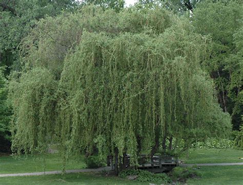 Buy Golden Weeping Willow Tree Online From Uk Supplier Of Garden
