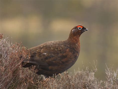 Red Grouse And Golden Plover Uk Wildlife