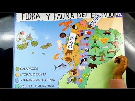 Flora Y Fauna De La Sierra Ecuatoriana Fauna De La Selva Dibujo De