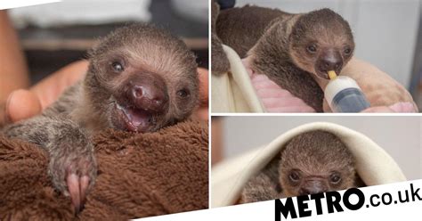 This Adorable Baby Sloth Raised By Zookeepers At A Florida Zoo Metro News