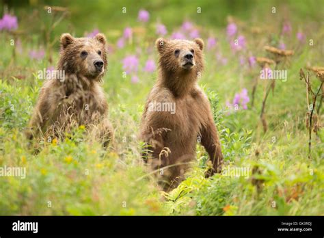 Kodiak Brown Bear Cubs On Kodiak National Wildlife Refuge In Kodiak