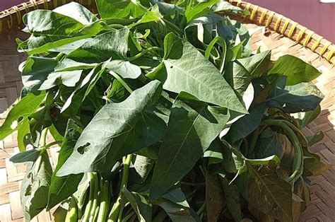 lintah di kangkung