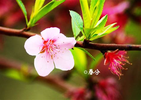 The site owner hides the web page description. 管理春分时栽培的花卉_养花知识 - 花卉网