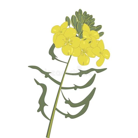 Mustard Flower Stock Vector Illustration Of Plant Food 4369098