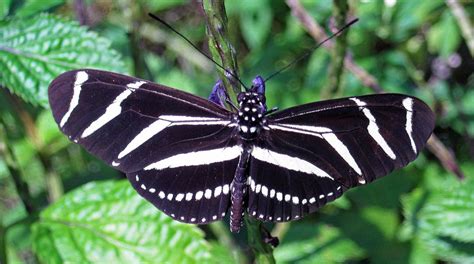 Zebra Longwing Butterfly South Carolina Public Radio