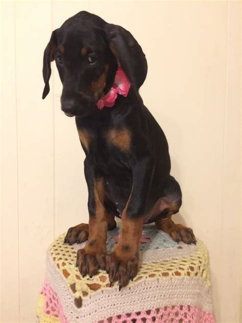 Doberman Pinscher Puppies For Sale Sebring Fl 230063