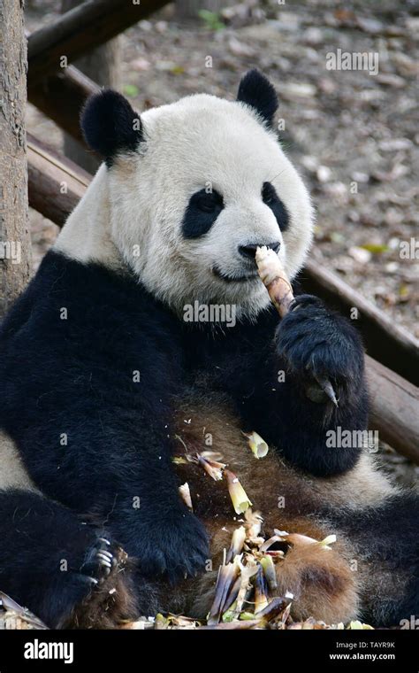Giant Panda Pandabär Ailuropoda Melanoleuca Chengdu Research Base Of