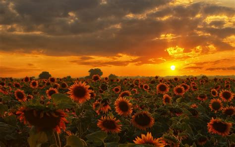 Nature Sunflowers Wallpapers Hd Desktop And Mobile Backgrounds