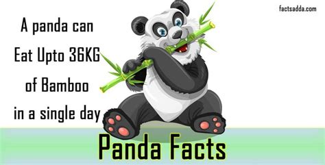 Pin By Facts Adda On Wildlife Panda Facts Fun Facts Panda