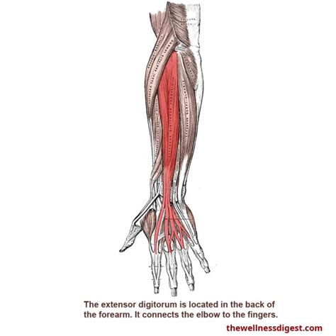 Extensor Digitorum Muscle Arm Elbow Hand Finger Pain The Wellness Digest