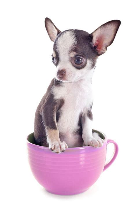 Male Chihuahua Names You And Your Boy Chi Will Love