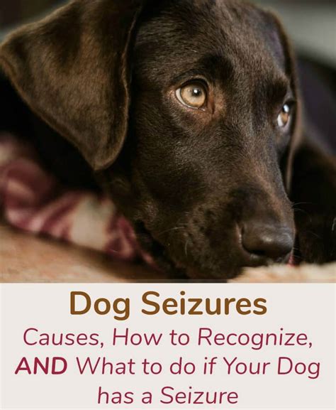 Dog Seizures Causes How To Recognize And What To Do If Your Dog Has