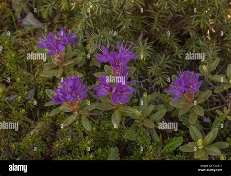 Lapland Rosebay Flowers Hi Res Stock Photography And Images Alamy